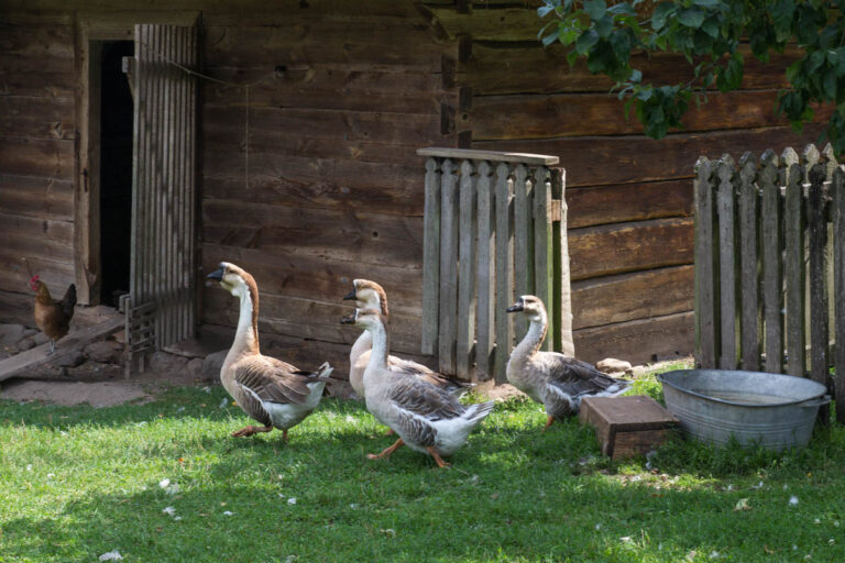 Muzeum Rolnictwa w&nbsp;Ciechanowcu, Skansen – kury, kaczki, owce i&nbsp;kto tam co&nbsp;chce